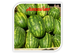 Seminte de pepene verde ODYSSEY F1