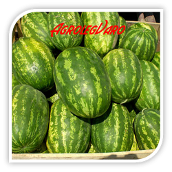 Seminte de pepene verde ODYSSEY F1