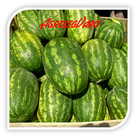 Seminte de pepene verde ODYSSEY F1