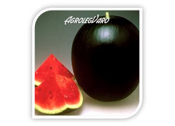 Seminte de pepene verde PATA NEGRA F1