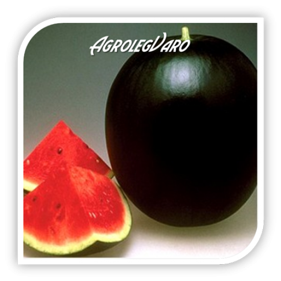 Seminte de pepene verde PATA NEGRA F1