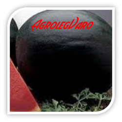 Seminte de pepene verde PERLA NEAGRA F1