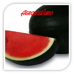 Seminte de pepene verde RED COMET F1