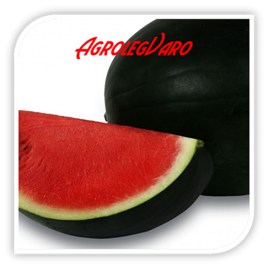 Seminte de pepene verde RED COMET F1