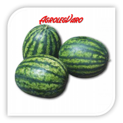 Seminte de pepene verde ROMANZA F1