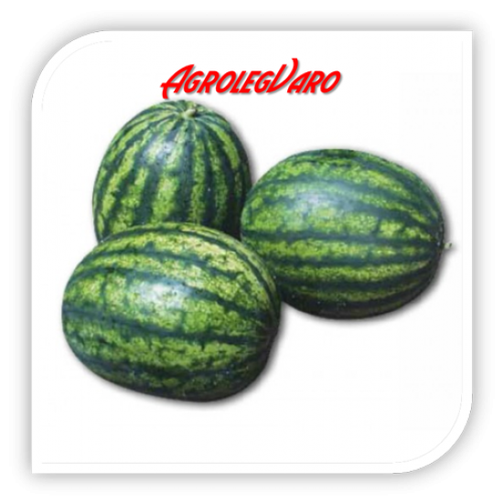 Seminte de pepene verde ROMANZA F1