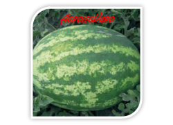 Seminte de pepene verde ROYAL FANTASY F1