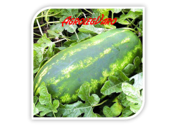 Seminte de pepene verde SENTINEL F1