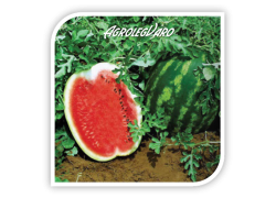 Seminte de pepene verde SORENTO F1