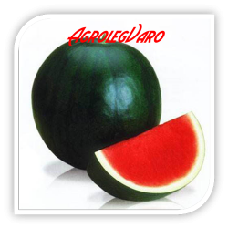 Seminte de pepene verde SUGAR BABY HF