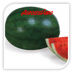Seminte de pepene verde SUGAR DELICATA F1