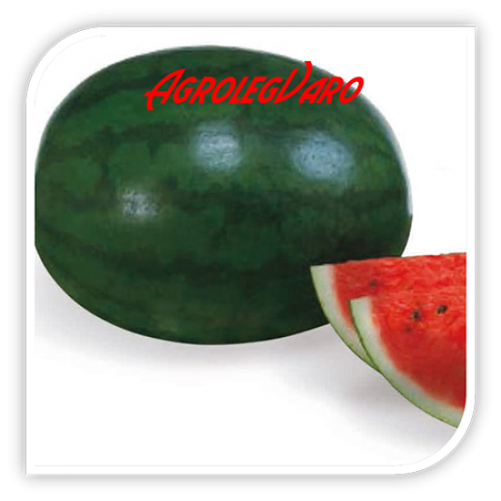 Seminte de pepene verde SUGAR DELICATA F1
