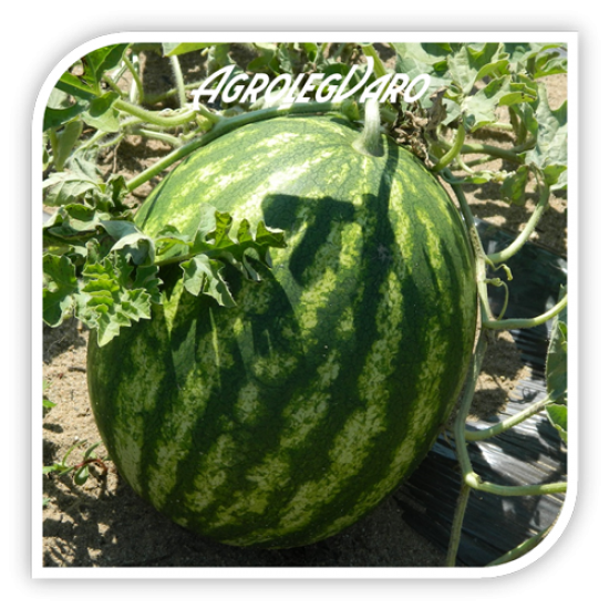Seminte de pepene verde SUPER CRIMSON SWEET OP