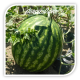Seminte de pepene verde SUPER CRIMSON SWEET OP