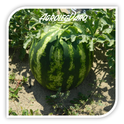 Seminte de pepene verde SUPER CRIMSON SWEET OP