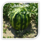 Seminte de pepene verde SUPER CRIMSON SWEET OP