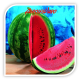 Seminte de pepene verde SUPER CRIMSON SWEET OP