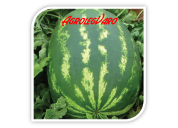 Seminte de pepene verde TADJOURA F1