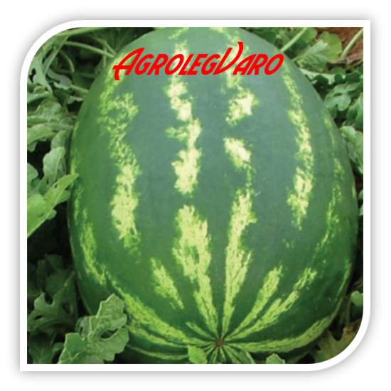 Seminte de pepene verde TADJOURA F1
