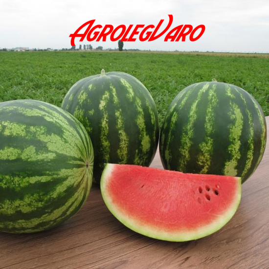 Seminte de pepene verde TALISMAN F1