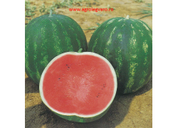 Seminte de pepene verde TOPGUN F1