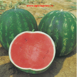 Seminte de pepene verde TOPGUN F1