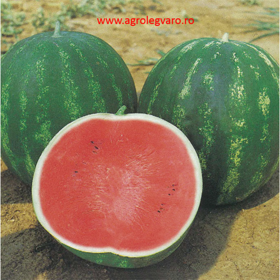 Seminte de pepene verde TOPGUN F1