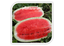 Seminte de pepene verde TORPILA F1