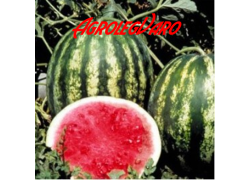 Seminte de pepene verde TROPHY F1