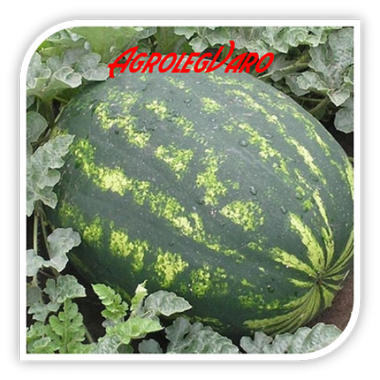 Seminte de pepene verde VARDA F1