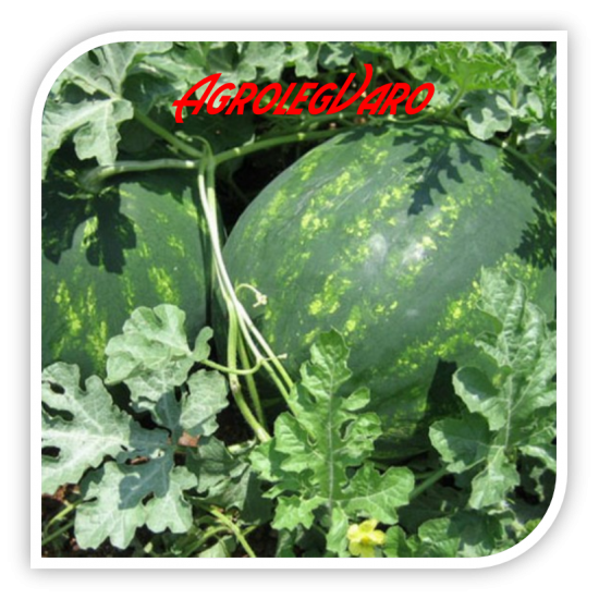 Seminte de pepene verde SPLENDID F1