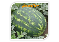 Seminte de pepene verde VICTORIA (Perry) F1