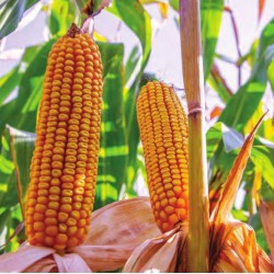 Seminte de porumb AGROKING