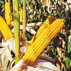 Seminte de porumb ARDENNO