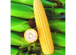 Seminte de porumb zaharat BASIN R F1