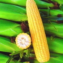 Seminte de porumb zaharat BASIN R F1