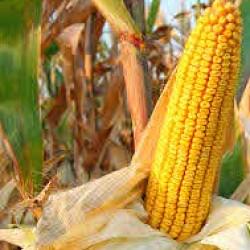 Seminte de porumb Biocrop NORICO Seminte de porumb Biocrop NORICO