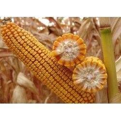 Seminte de porumb Biocrop PERACINO