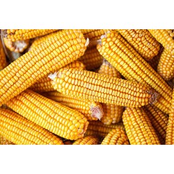 Seminte de porumb Biocrop TORRANO