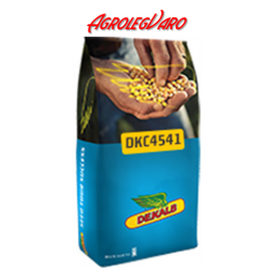 Seminte de porumb DKC 4541