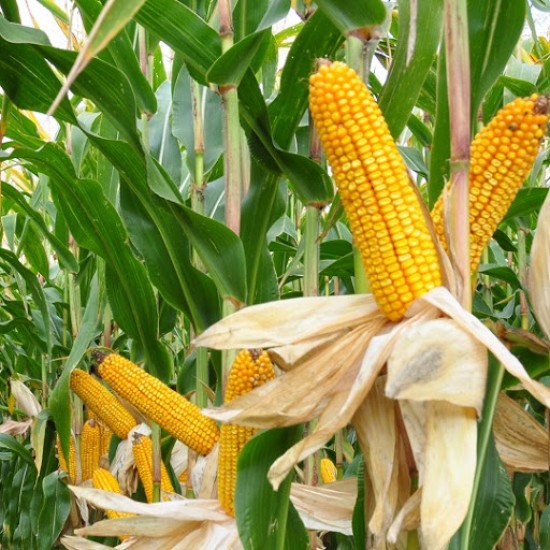 Seminte de porumb DOBROTO