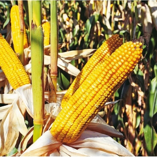 Seminte de porumb MAGNATO