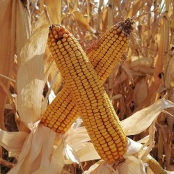 Seminte de porumb SAATEN SPARTAN