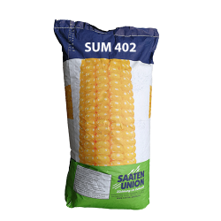 Seminte de porumb SAATEN SUM 402