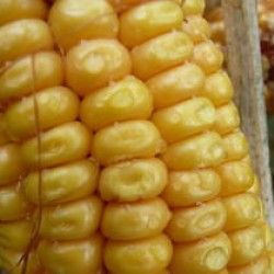 Seminte de porumb SAATEN SUR 204