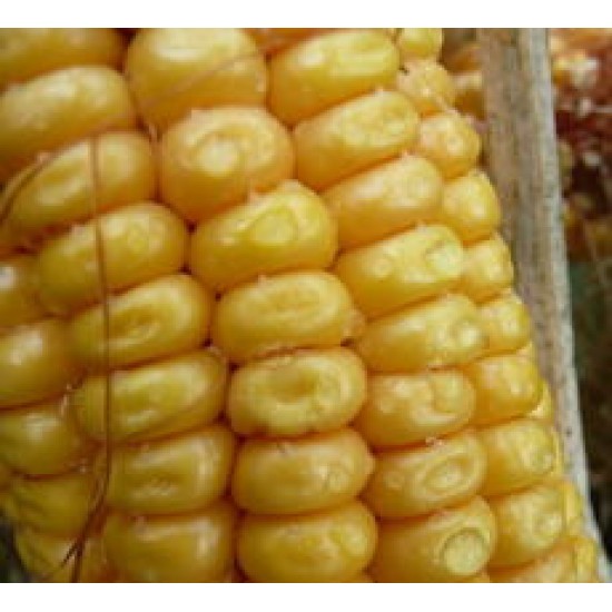 Seminte de porumb SAATEN SUR 204