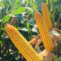 Seminte de porumb SAATEN SURROUND