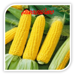 Seminte de porumb zaharat ACCENTUATE F1