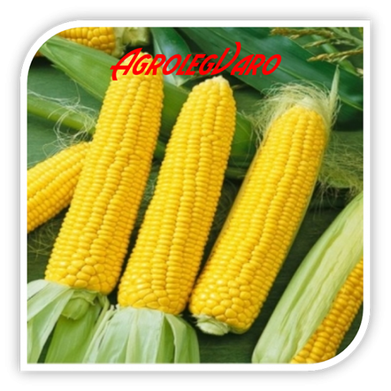 Seminte de porumb zaharat ACCENTUATE F1