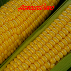 Seminte de porumb zaharat Amyla F1